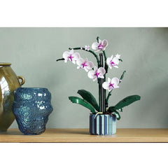 Orchidea