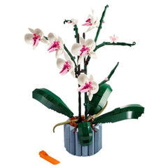 Orchidea