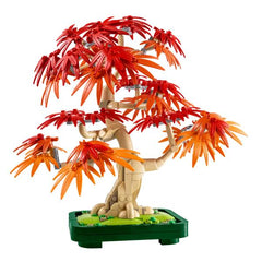 Bonsai di acero rosso giapponese