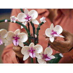 Orchidea