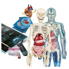 Anatomia Super