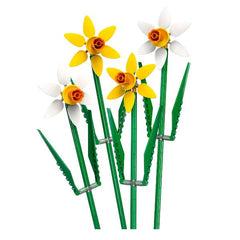 Narcisi